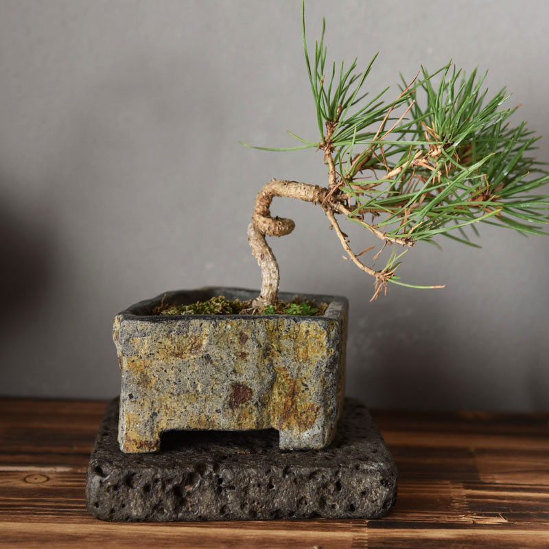 Maceta de Piedra Natural de Ba - Bonsai Garden Indoor reseña y precio