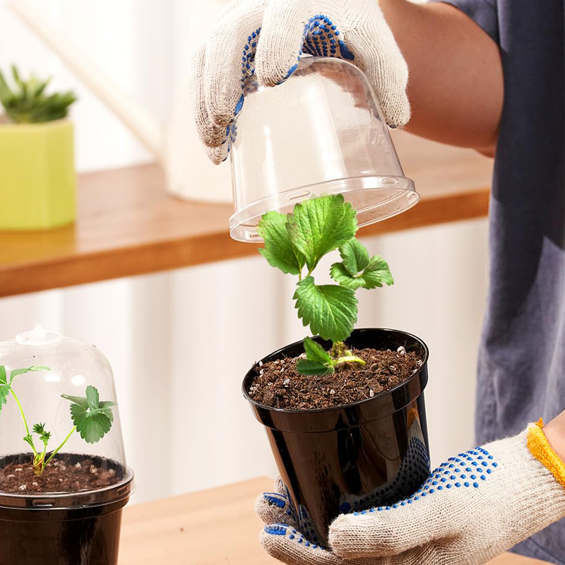 Macetas para Viveros, Macetas  - Bonsai Garden Indoor reseña y precio