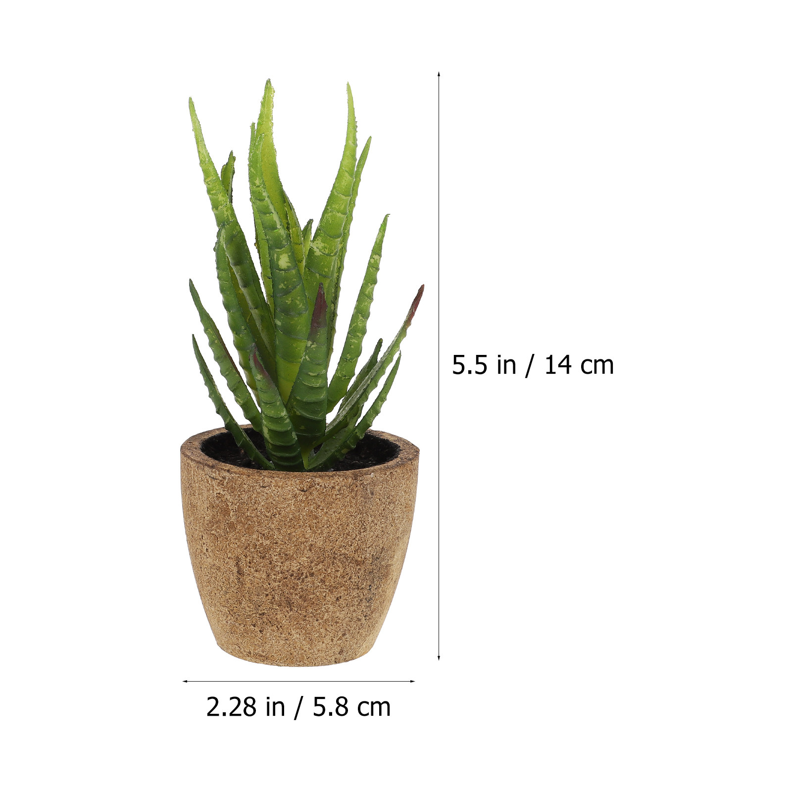 4 Piezas de Bonsái Suculento A - Bonsai Garden Cafe reseña y precio