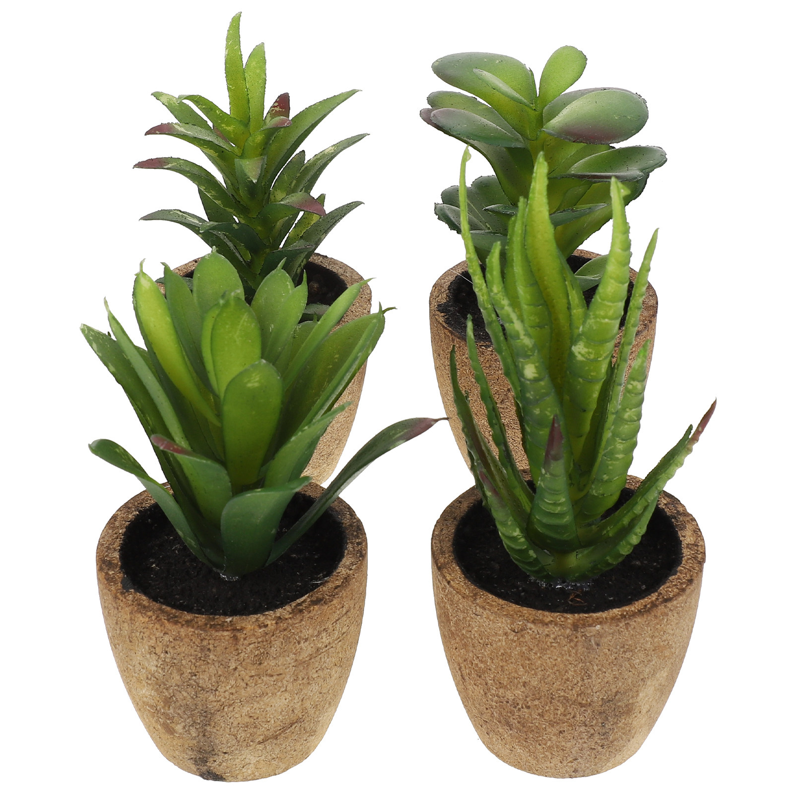 4 Piezas de Bonsái Suculento A - Bonsai Garden Cafe reseña y precio
