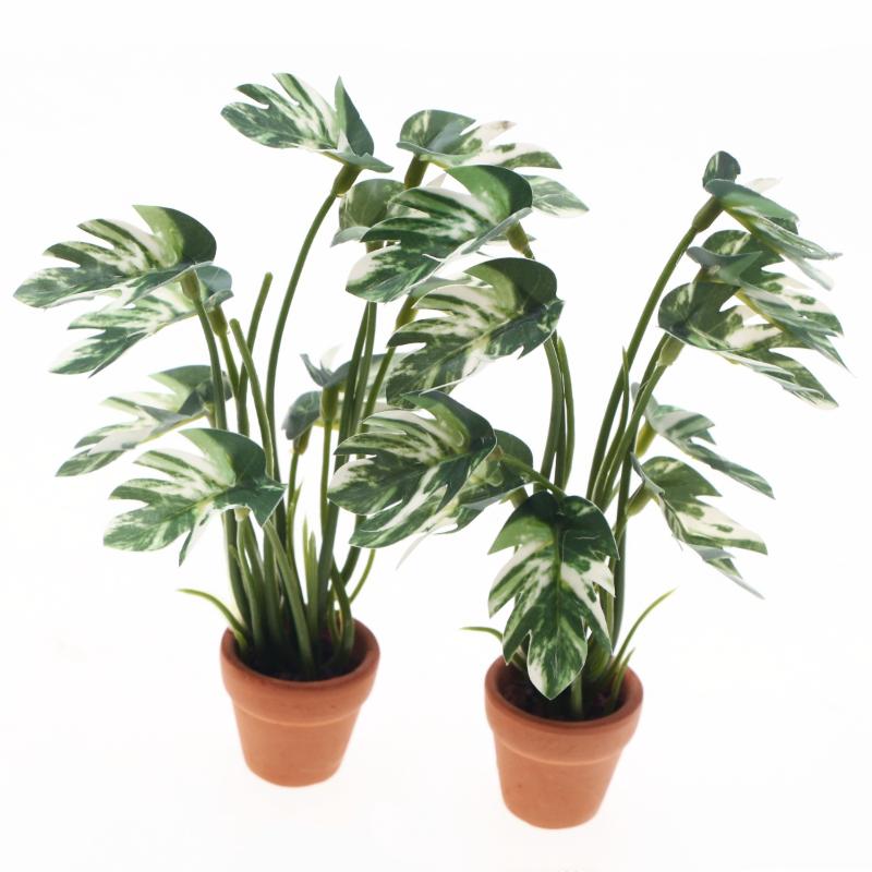 Nuevo. 1 unidad. Planta verde  - Bonsai Gardening reseña y precio